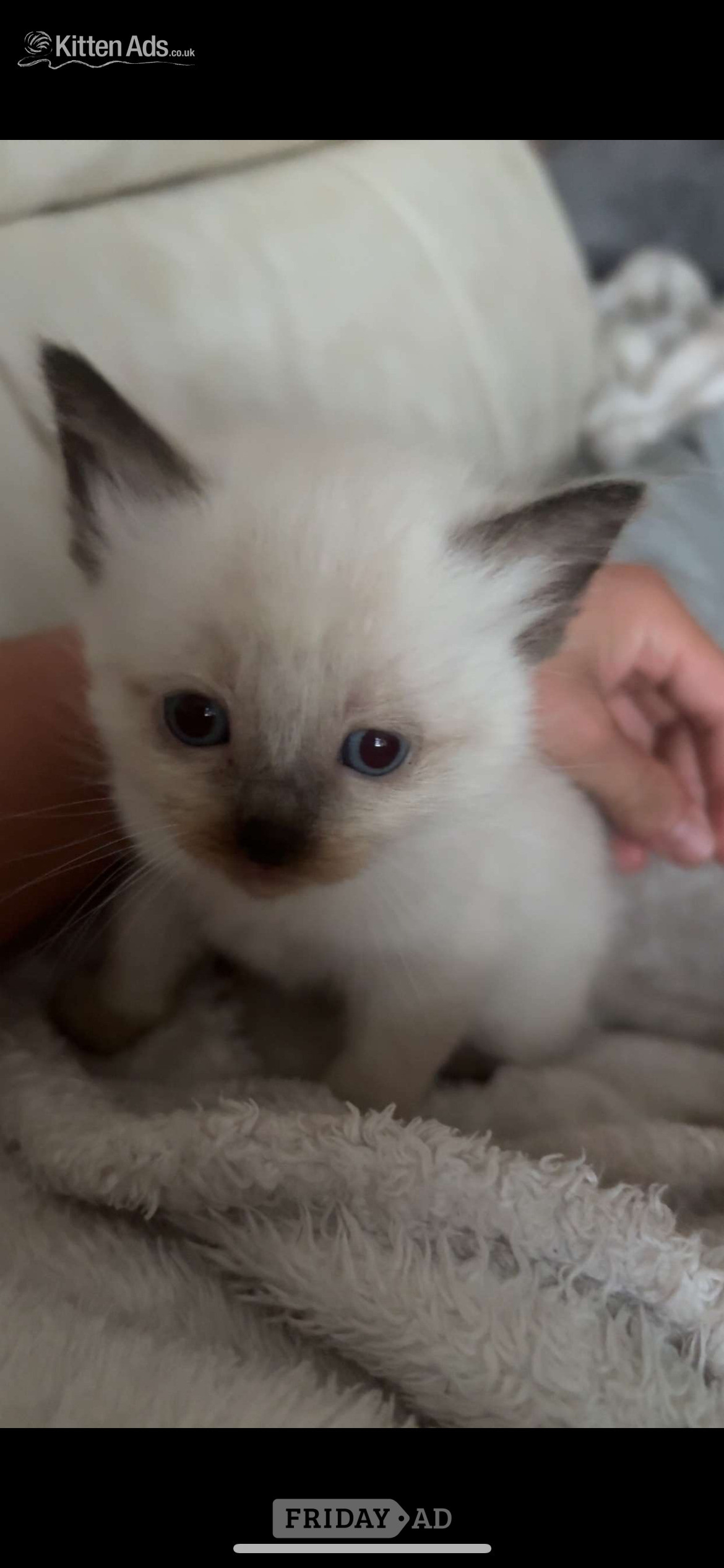 Little Ragdoll girl 