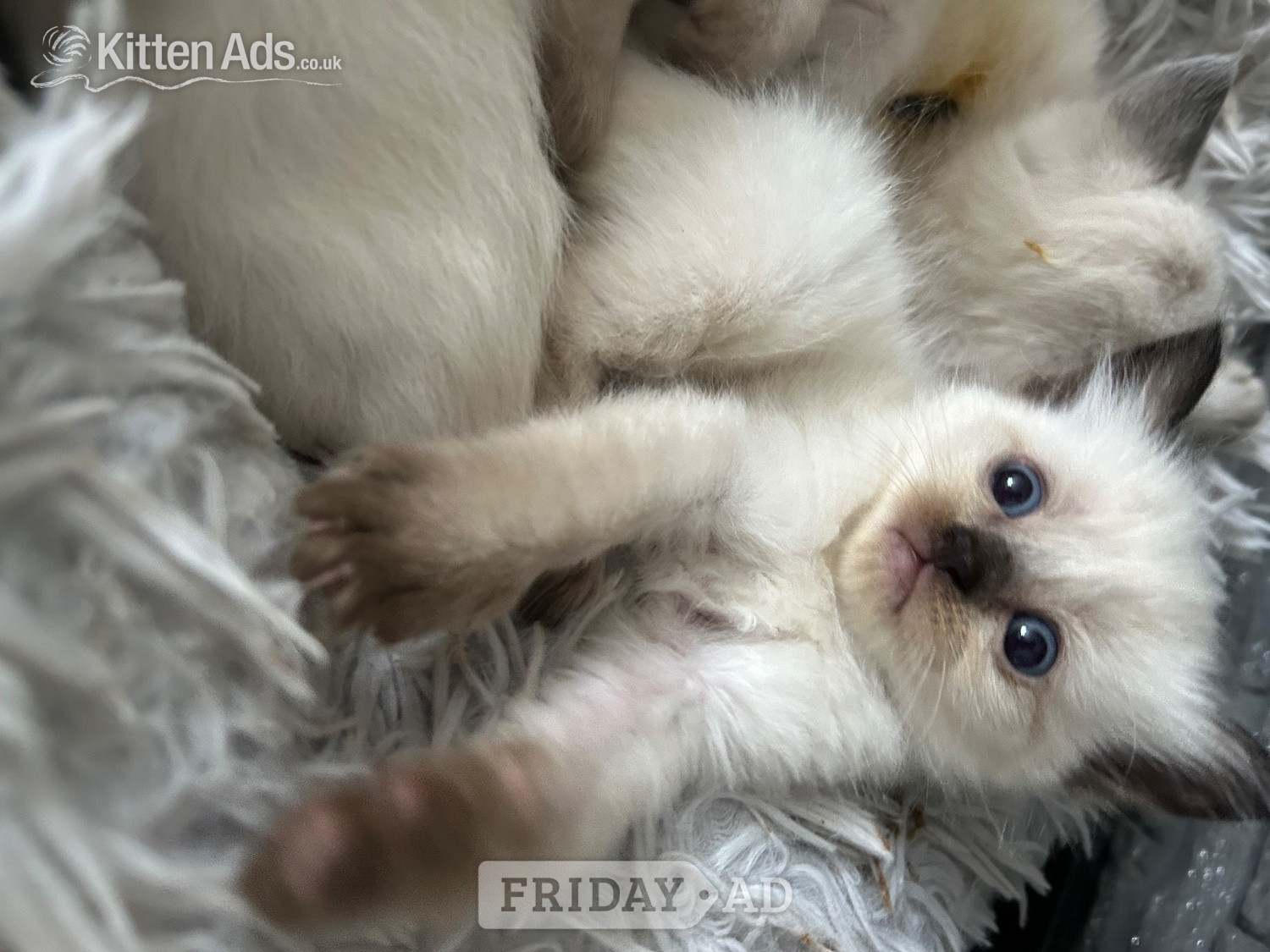 Bradford Little Ragdoll girl 
