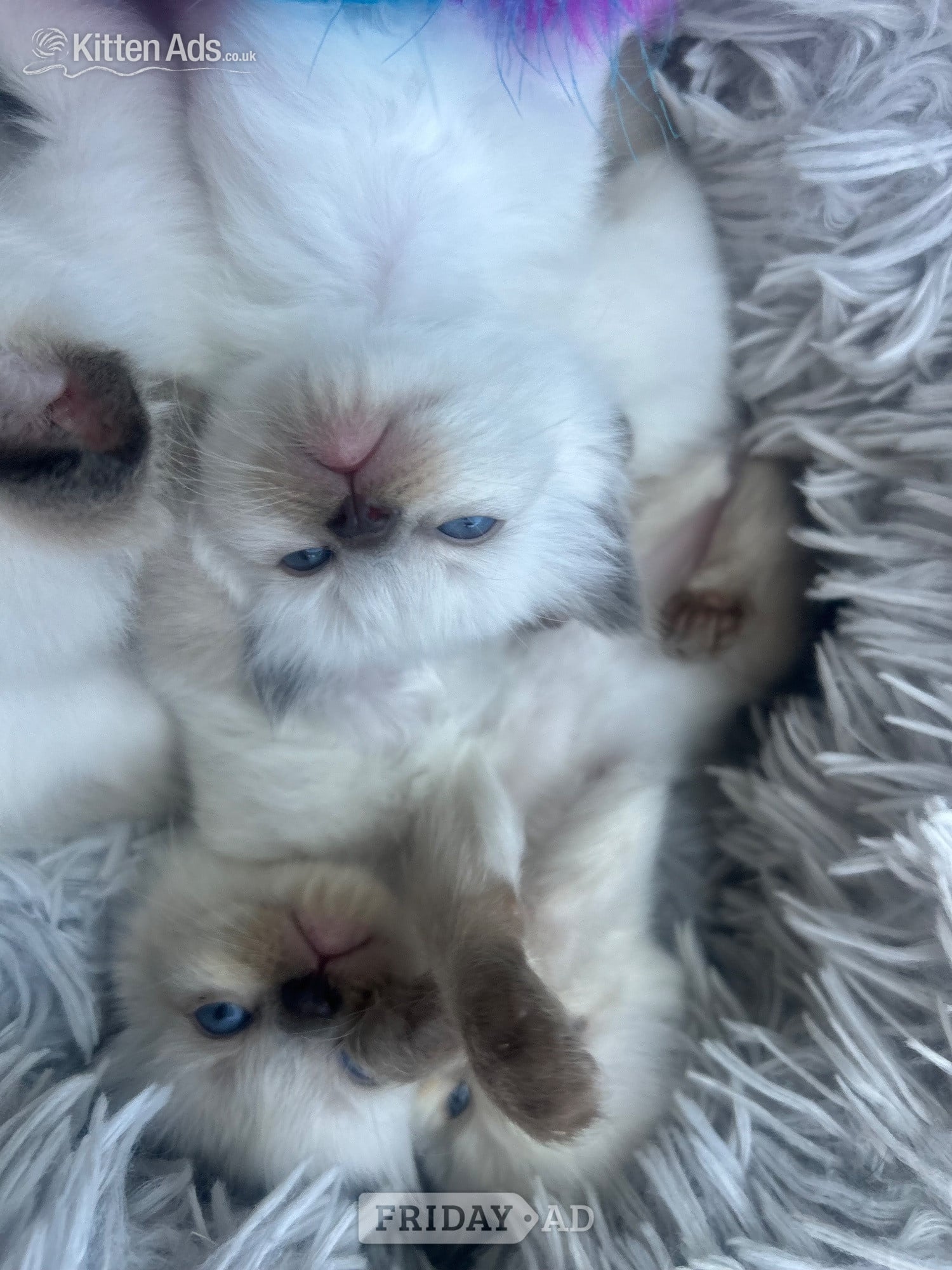Little Ragdoll girl  - Cats & Kittens in Bradford