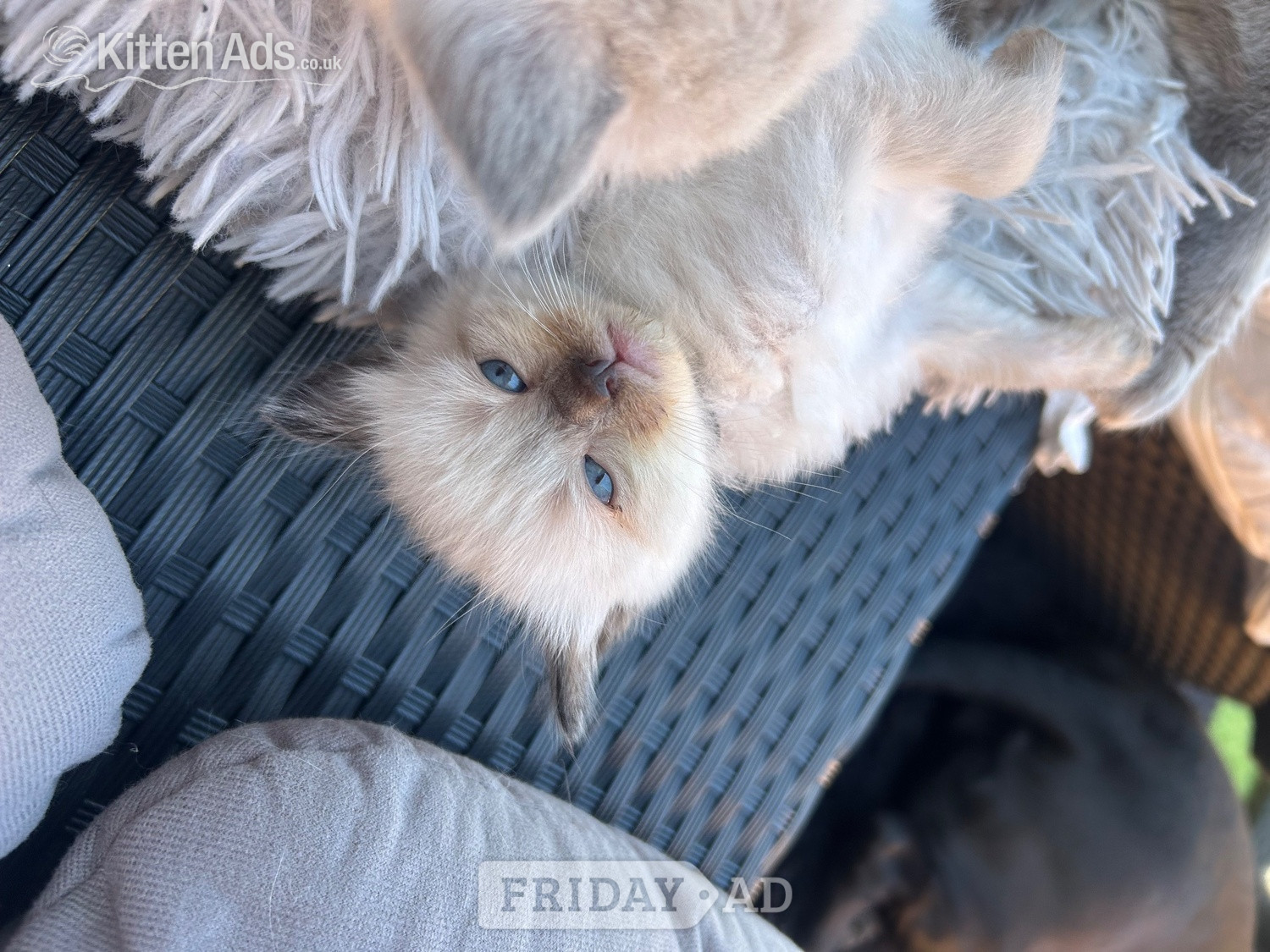 Little Ragdoll girl  - Cats & Kittens
