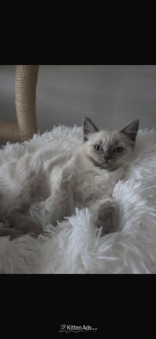 Little Ragdoll girls