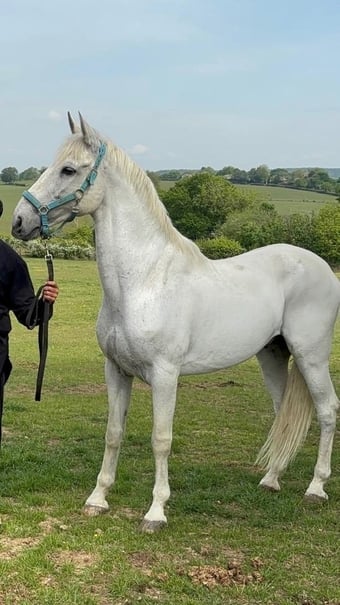 "Buraq" Grey Gelding Dressage Horse