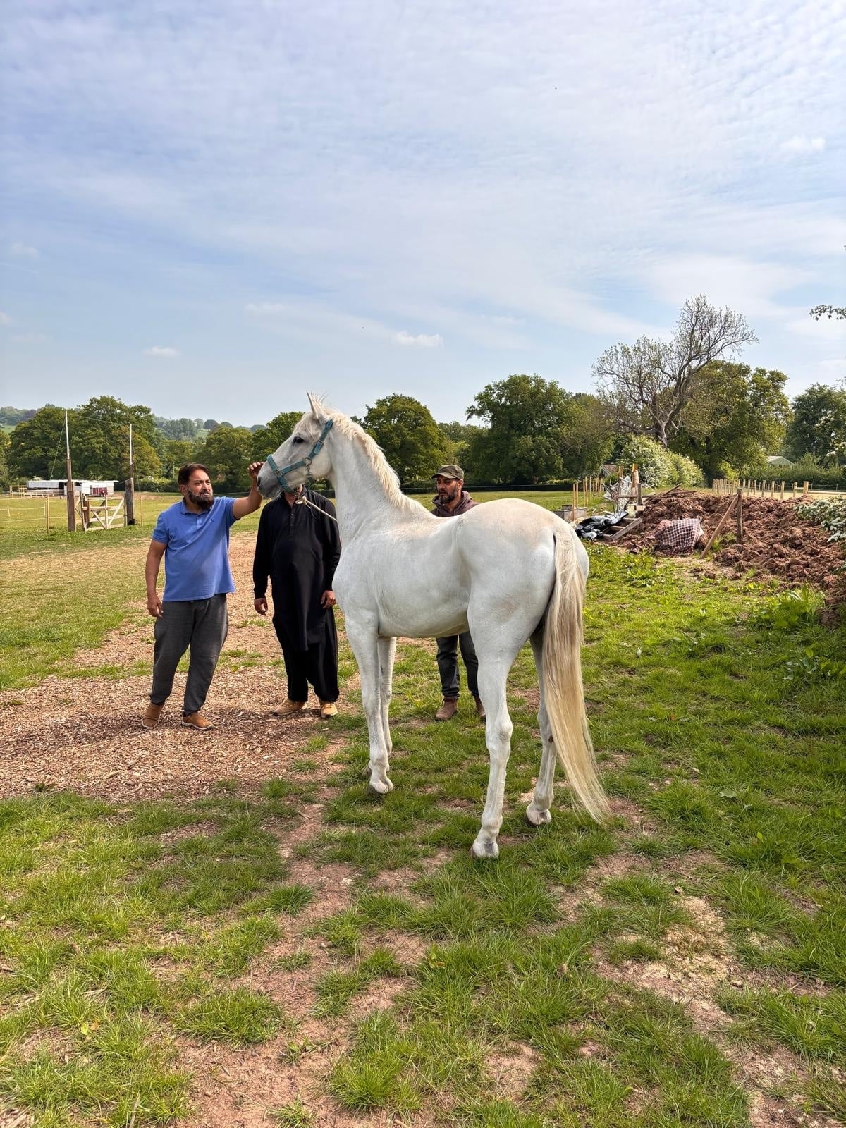 "Buraq" Grey Gelding Dressage Horse