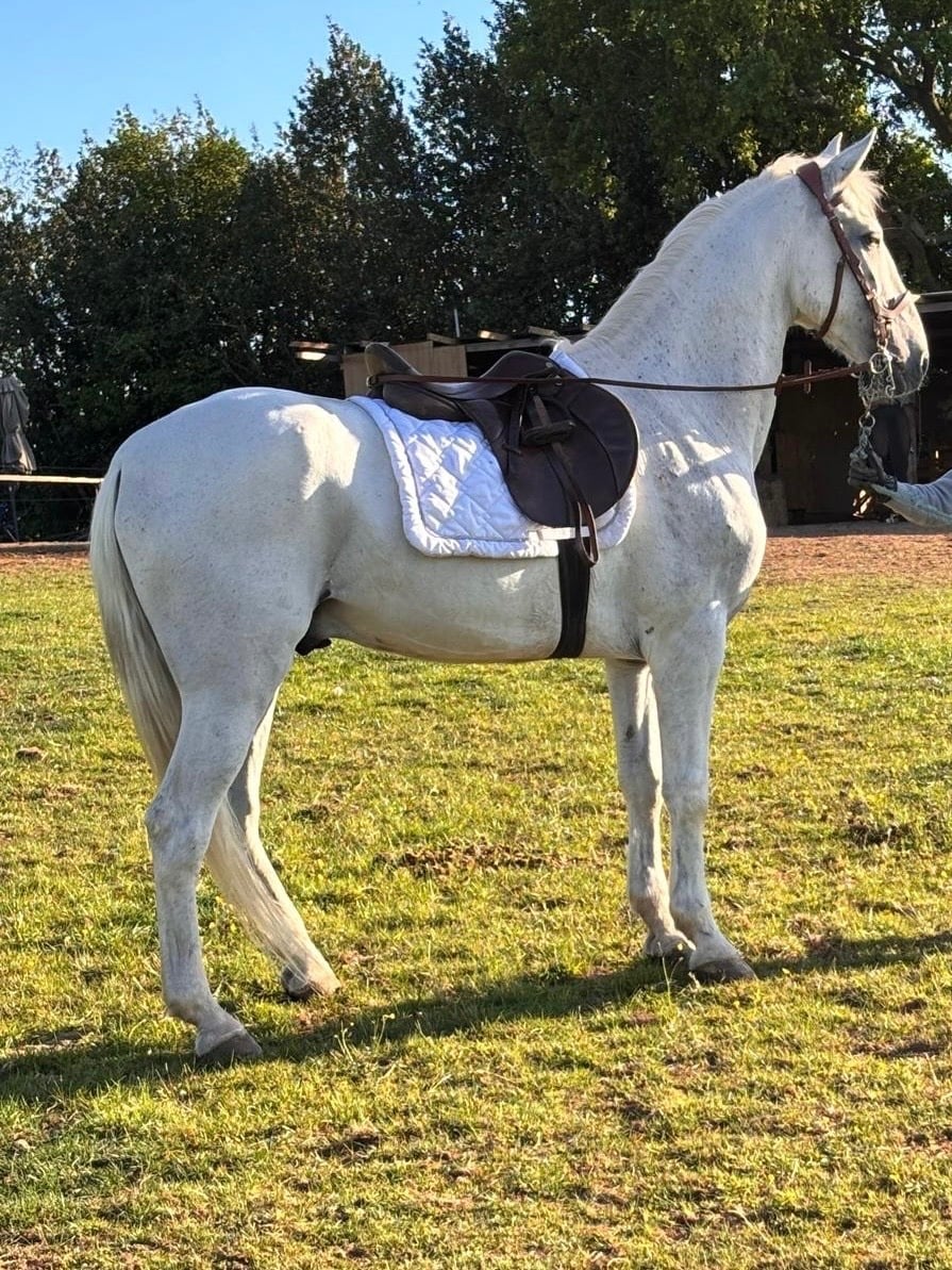 Solihull "Buraq" Grey Gelding Dressage Horse