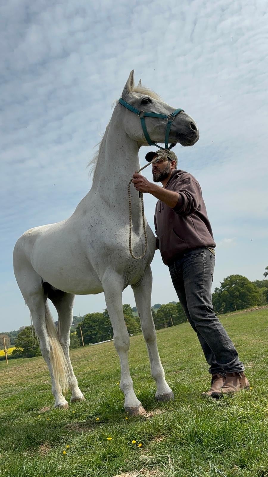 "Buraq" Grey Gelding Dressage Horse - Horses in Solihull