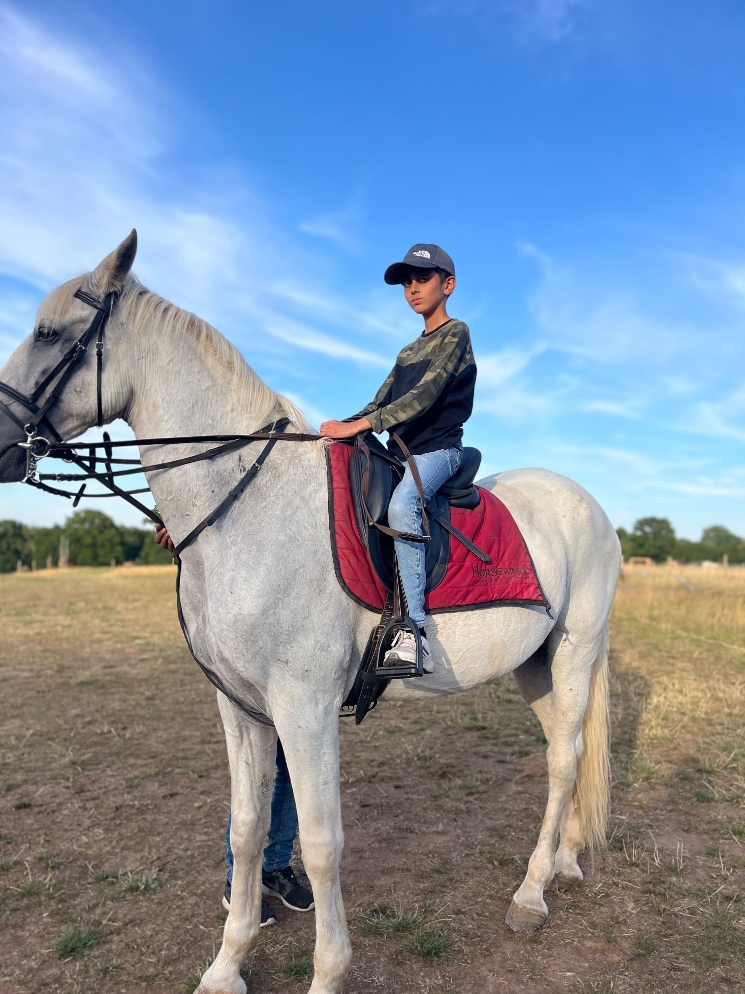 "Buraq" Grey Gelding Dressage Horse - Horses
