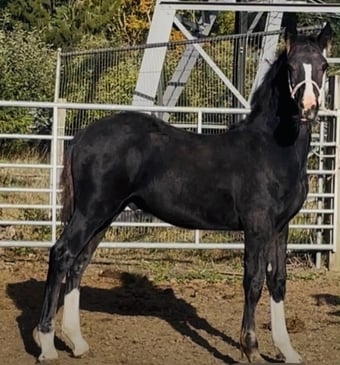 "COPPATHORNE THE DUKE" Black Colt Youngstock / Foal