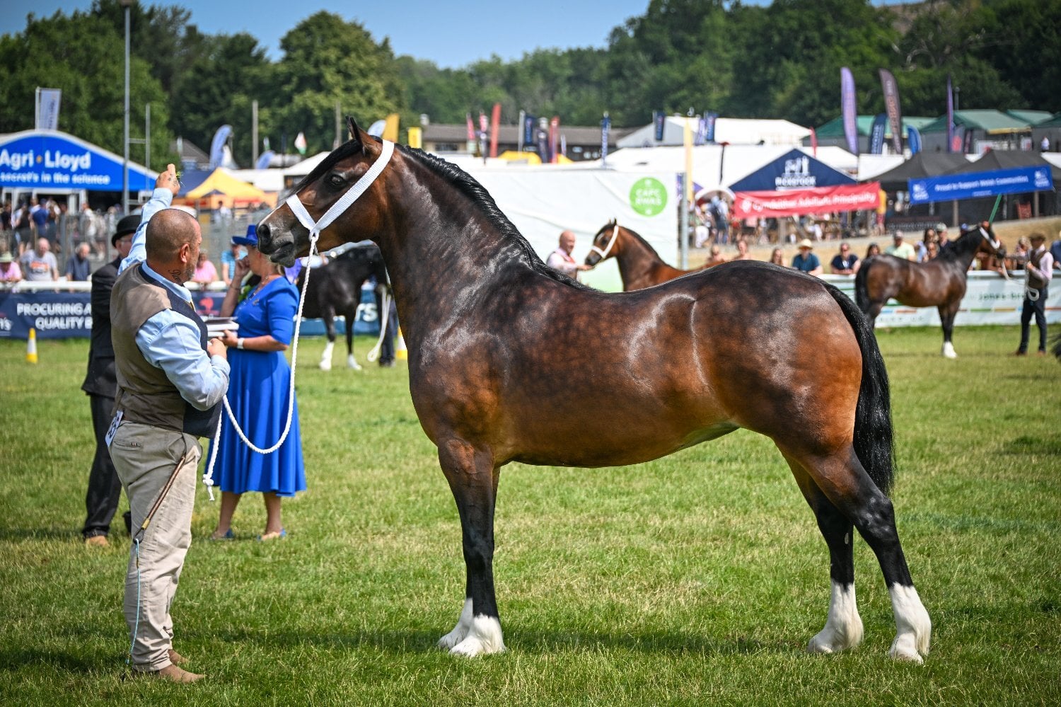 "COPPATHORNE THE DUKE" Black Colt Youngstock / Foal