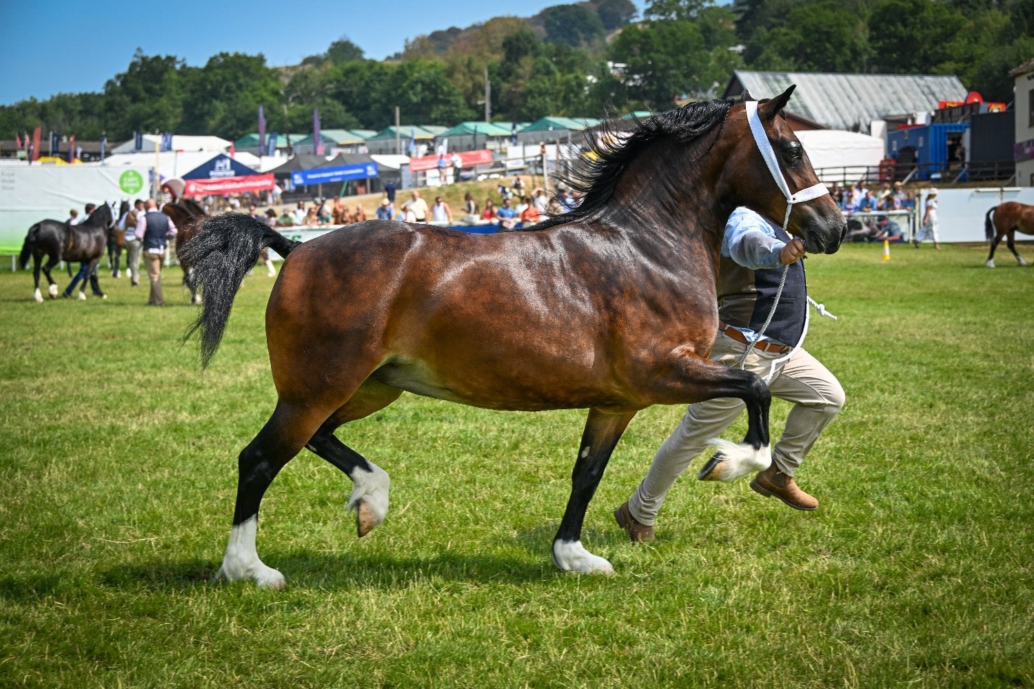Gerrards Cross "COPPATHORNE THE DUKE" Black Colt Youngstock / Foal