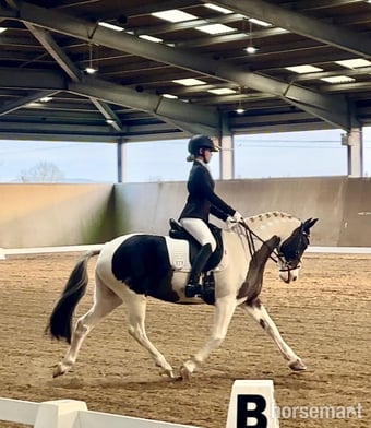 "Mabel" Skewbald Mare Coloured