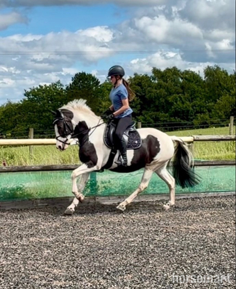 "Mabel" Skewbald Mare Coloured