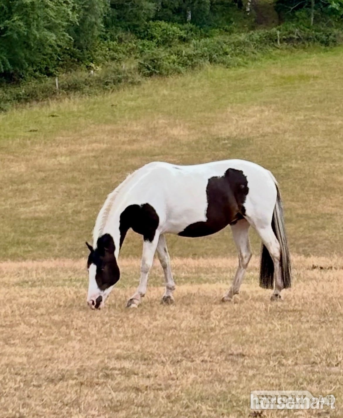 Kinver "Mabel" Skewbald Mare Coloured