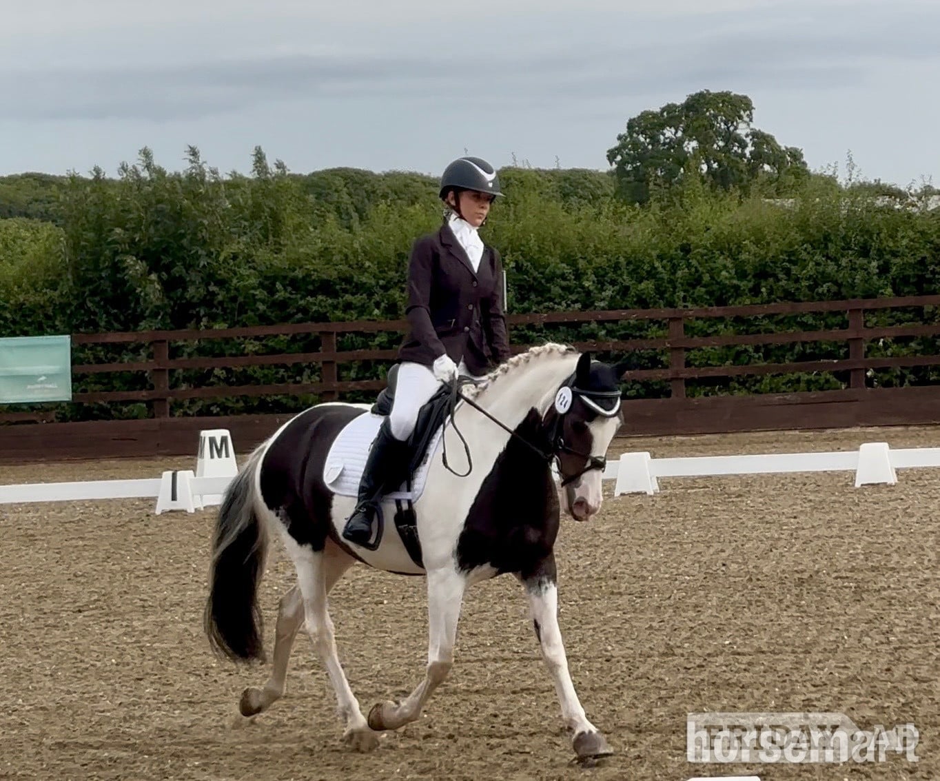 "Mabel" Skewbald Mare Coloured