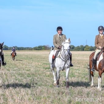 "Alf"  Gelding All Rounder