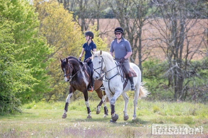 "Alf"  Gelding All Rounder - Horses in Sudbury