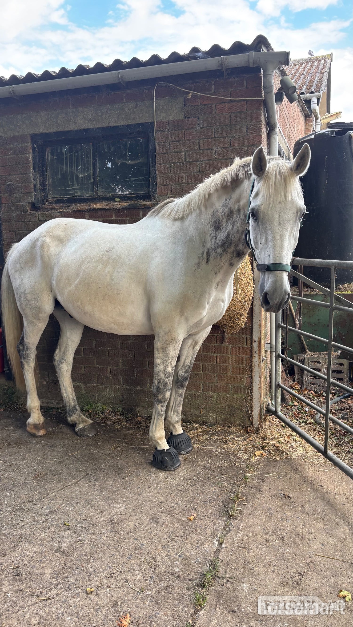 "Alf"  Gelding All Rounder - Horses