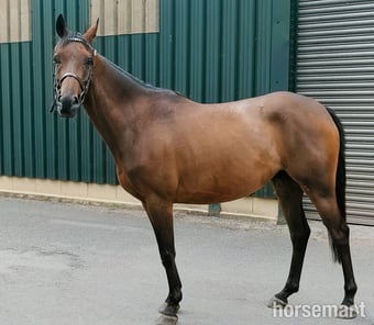 "AGS after dark" Bay Gelding Showing Horse