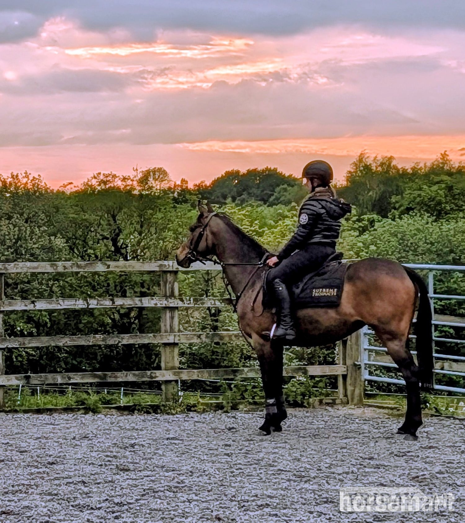 "AGS after dark" Bay Gelding Showing Horse in Wigan