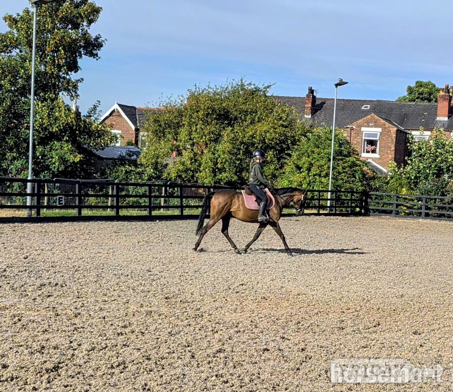 "AGS after dark" Bay Gelding Showing Horse