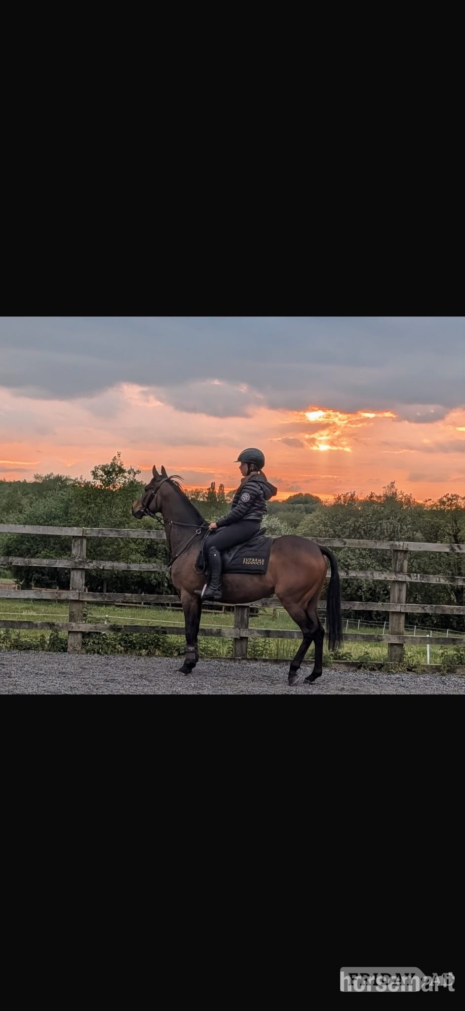 Wigan "AGS after dark" Bay Gelding Showing Horse