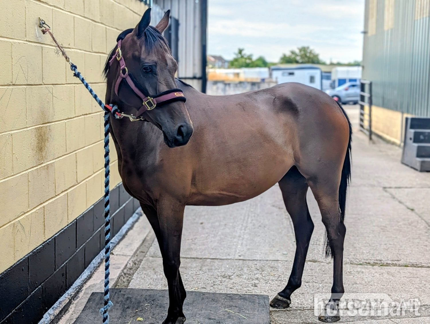 "AGS after dark" Bay Gelding Showing Horse - Horses in Wigan