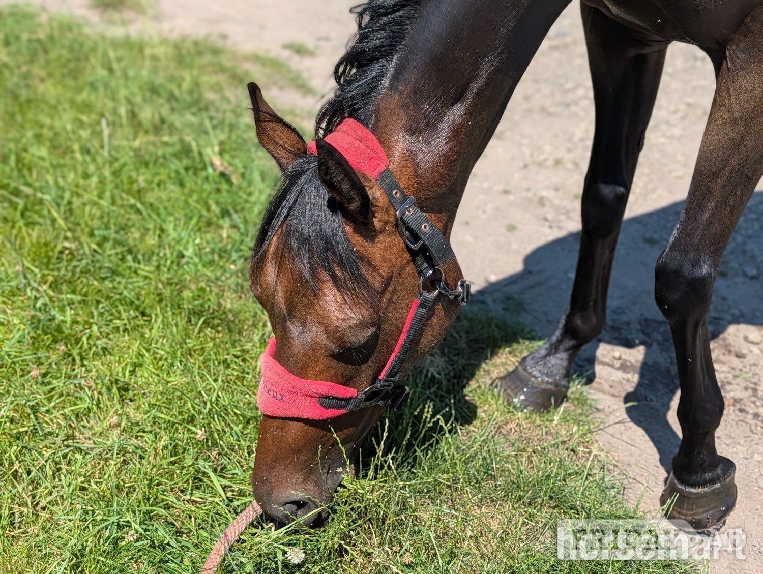 "AGS after dark" Bay Gelding Showing Horse - Horses
