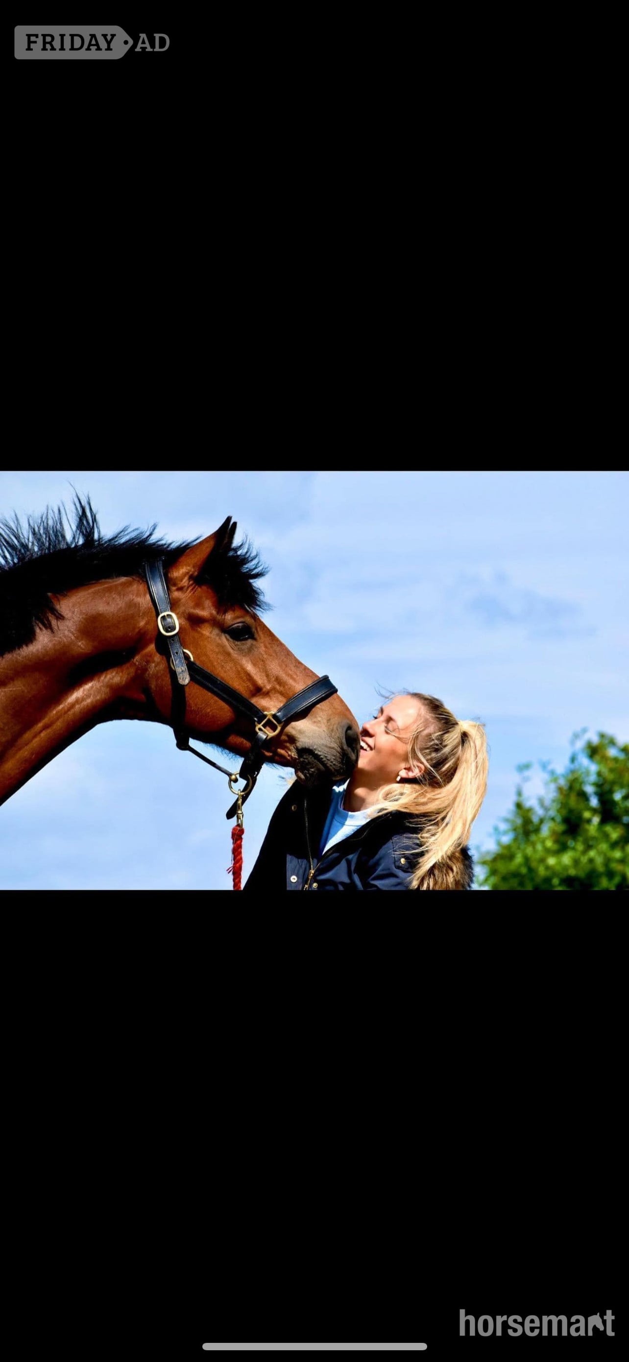 "Ballyscully Boy" Bay Gelding Eventer - Horses
