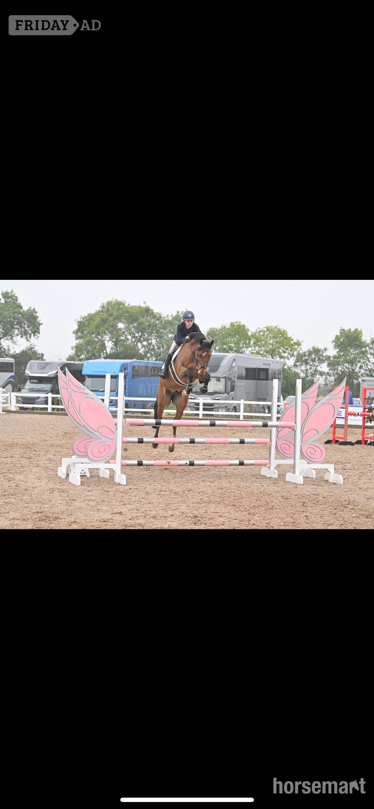 "Ballyscully Boy" Bay Gelding Eventer in Darrington