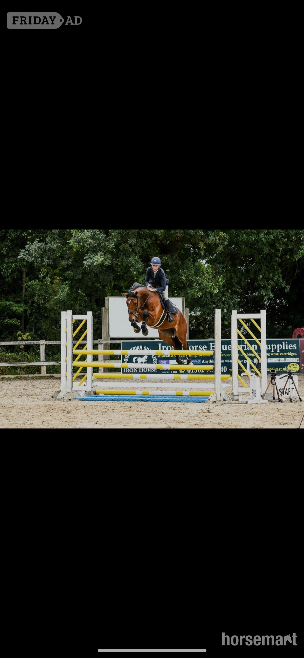 "Ballyscully Boy" Bay Gelding Eventer