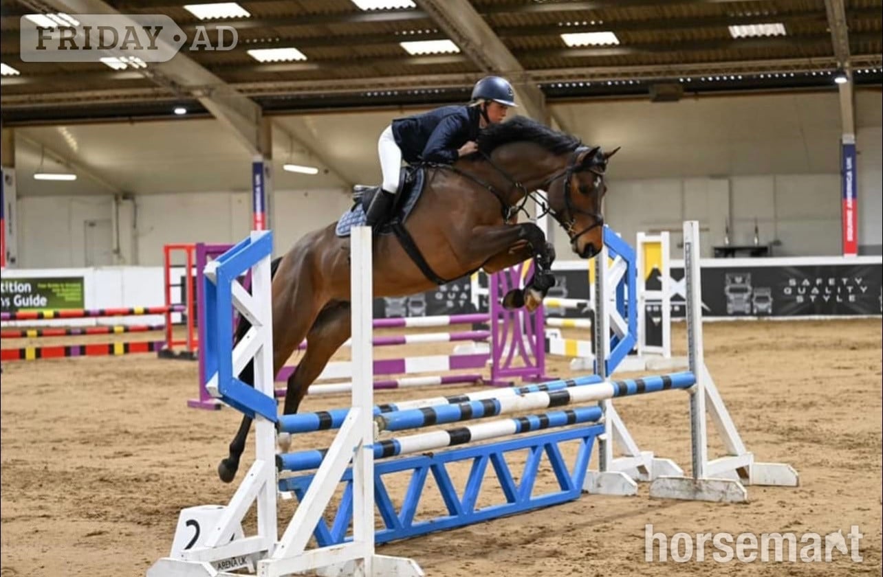 Darrington "Ballyscully Boy" Bay Gelding Eventer