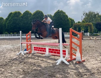 "Champ: super competitive and brave eventing type" Bay Gelding Eventer