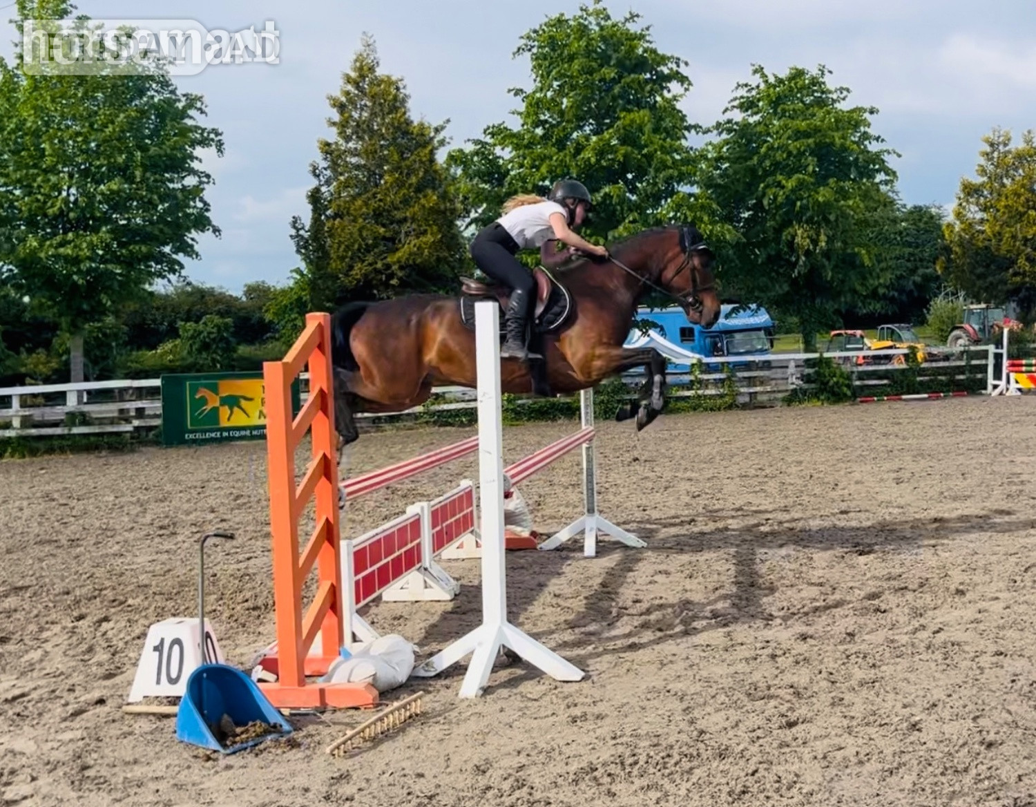 "Champ: super competitive and brave eventing type" Bay Gelding Eventer - Horses in Raheen