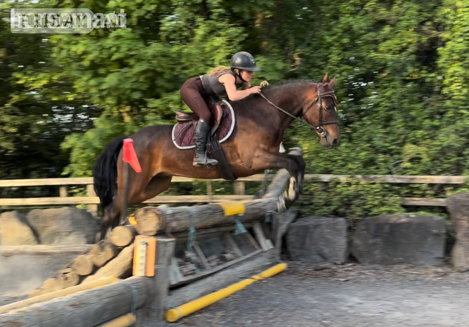 Raheen "Champ: super competitive and brave eventing type" Bay Gelding Eventer