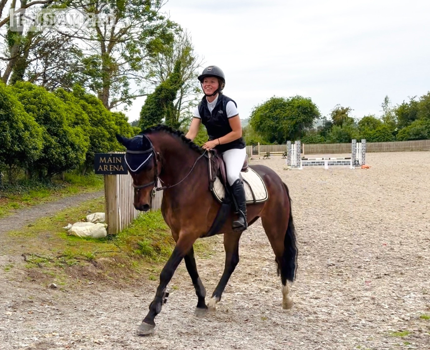 "Champ: super competitive and brave eventing type" Bay Gelding Eventer