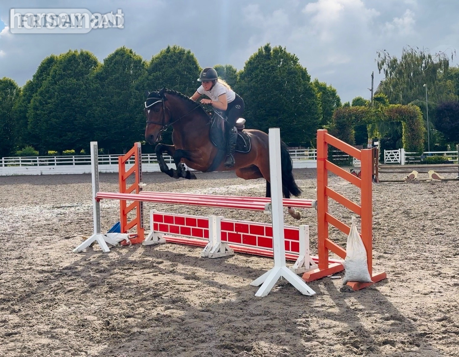 "Champ: super competitive and brave eventing type" Bay Gelding Eventer in Raheen