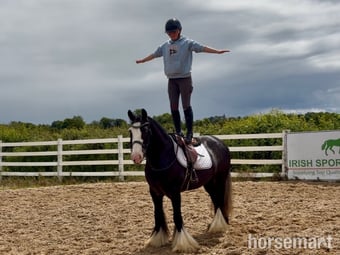 "Blue" Black Roan Gelding Showing Horse