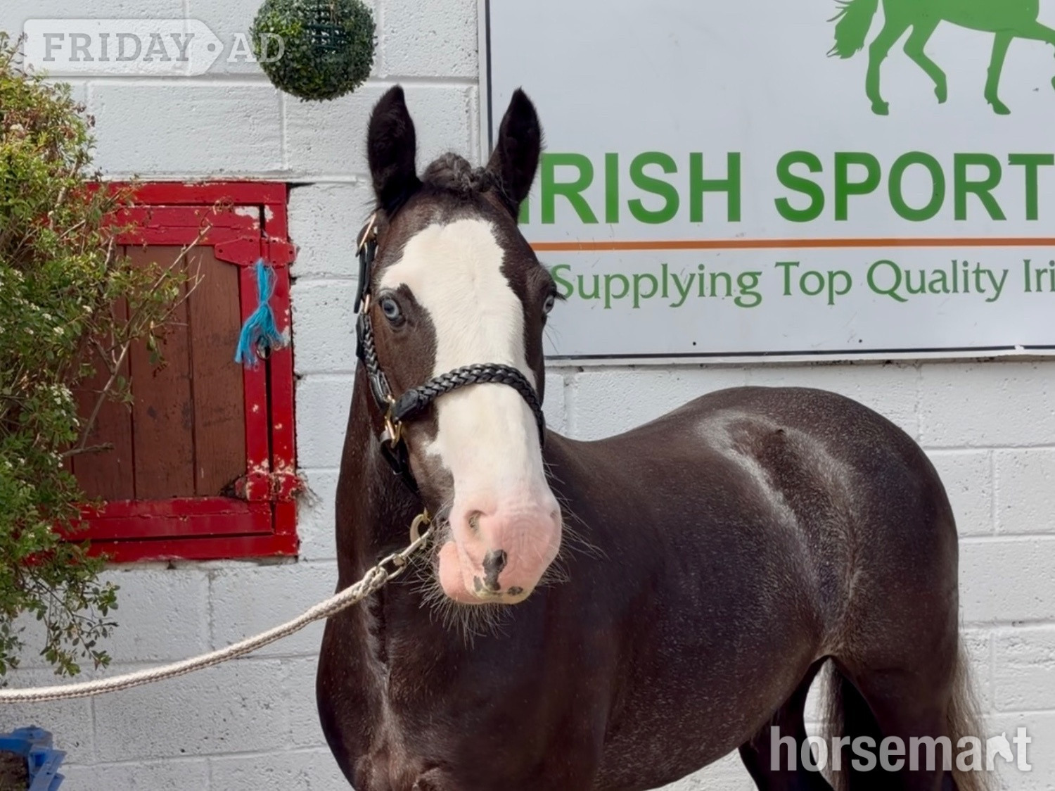 "Blue" Black Roan Gelding Showing Horse