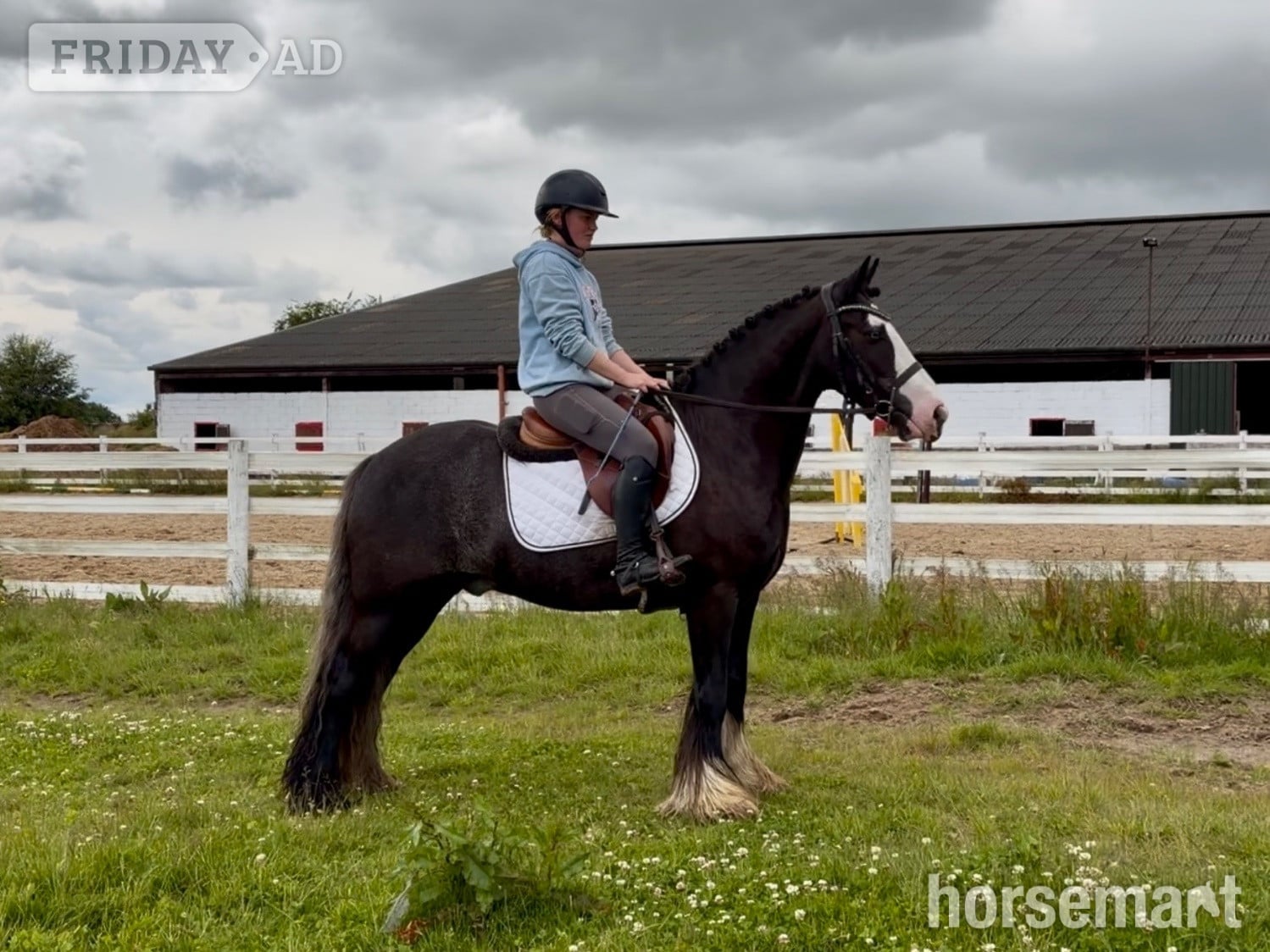 Raheen "Blue" Black Roan Gelding Showing Horse