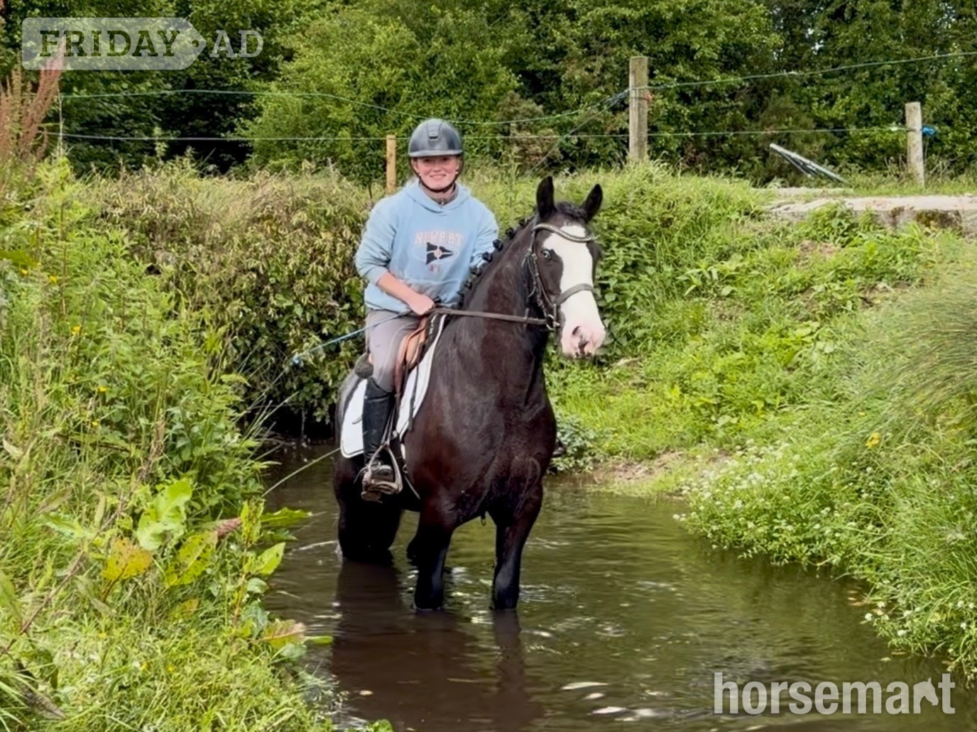 "Blue" Black Roan Gelding Showing Horse - Horses in Raheen