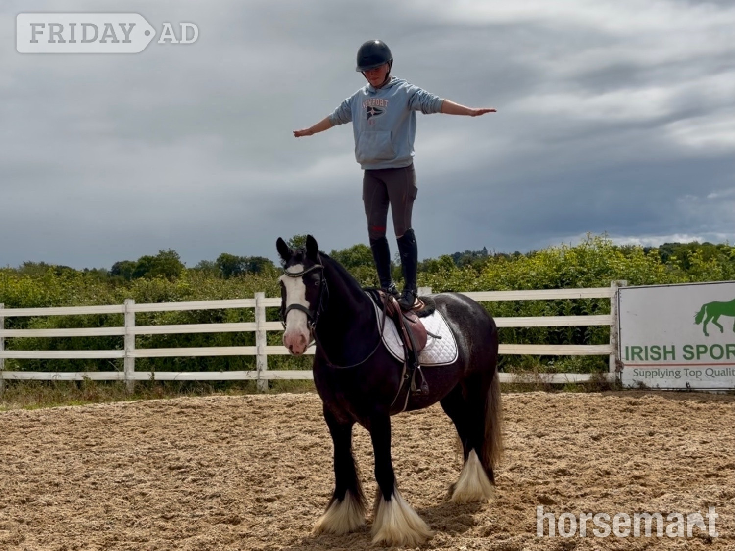 "Blue" Black Roan Gelding Showing Horse in Raheen