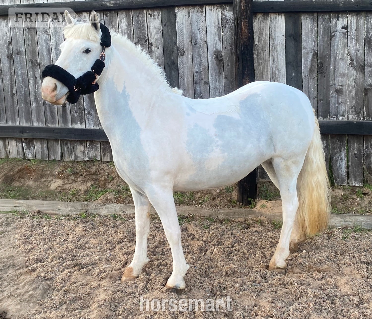 "Amber" Grey Mare Pony Club Pony - Horses in Doncaster
