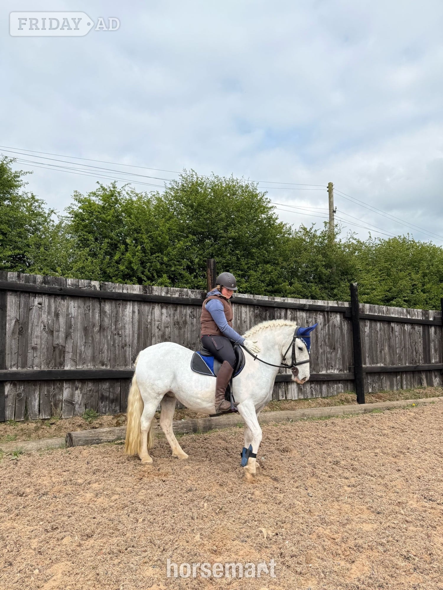 "Amber" Grey Mare Pony Club Pony
