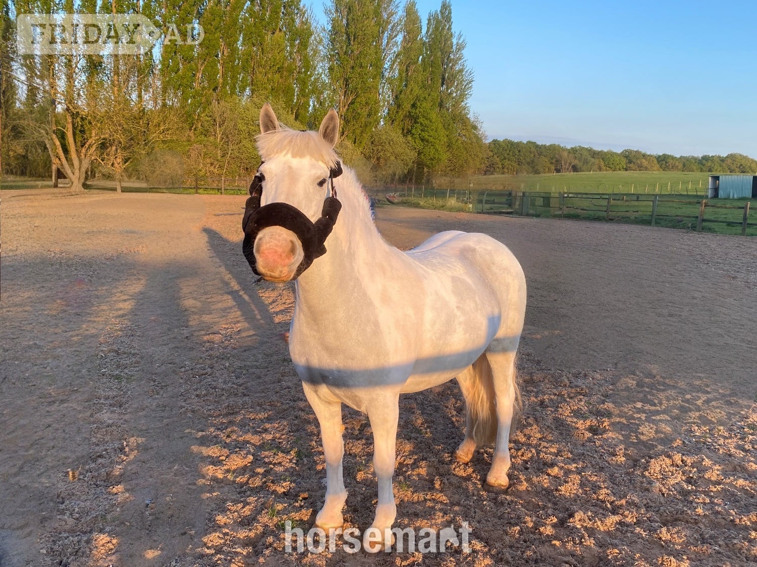 "Amber" Grey Mare Pony Club Pony - Horses