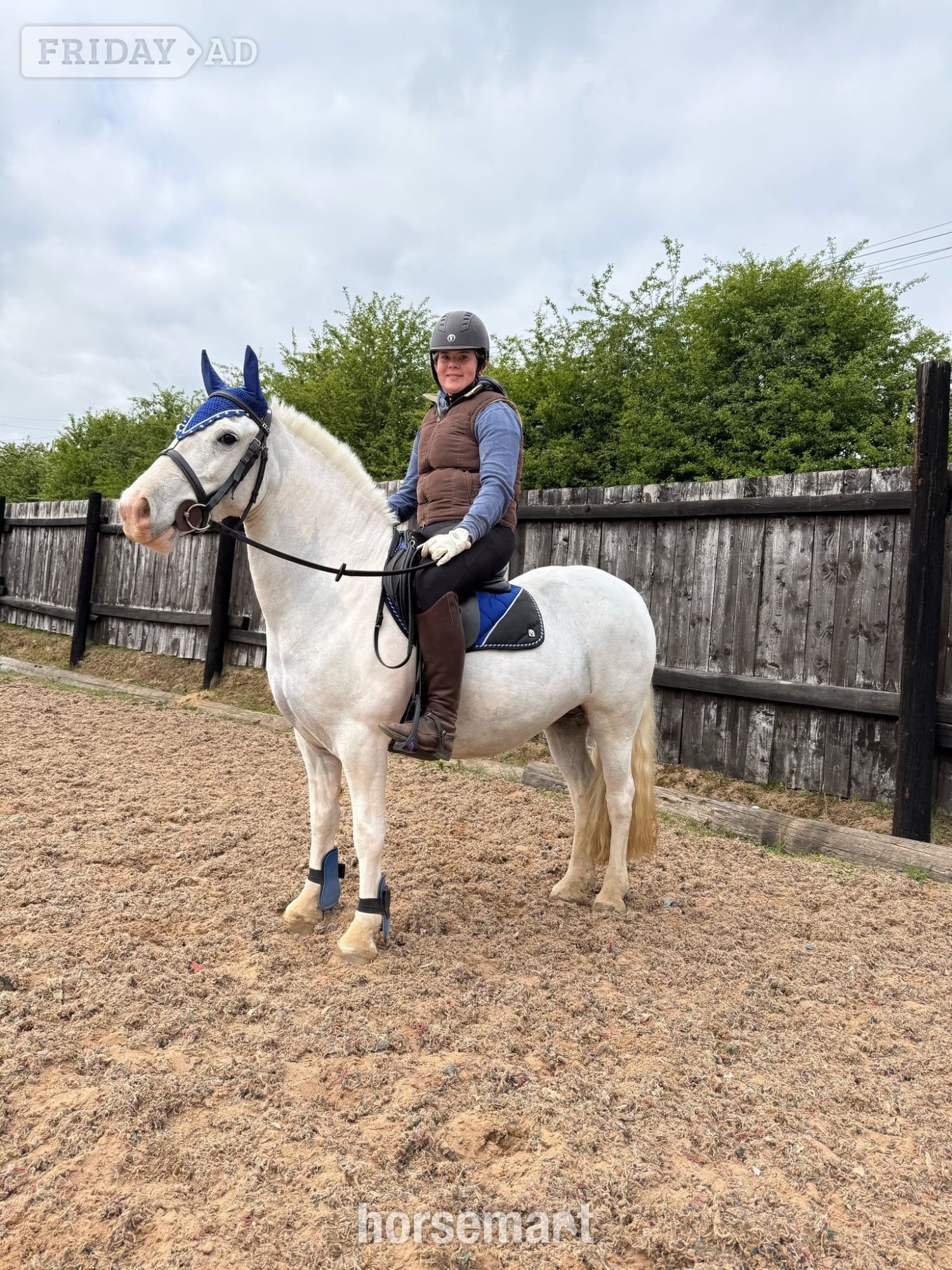 Doncaster "Amber" Grey Mare Pony Club Pony