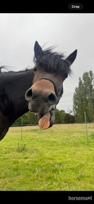 "Bella" Bay Mare Project Horse
