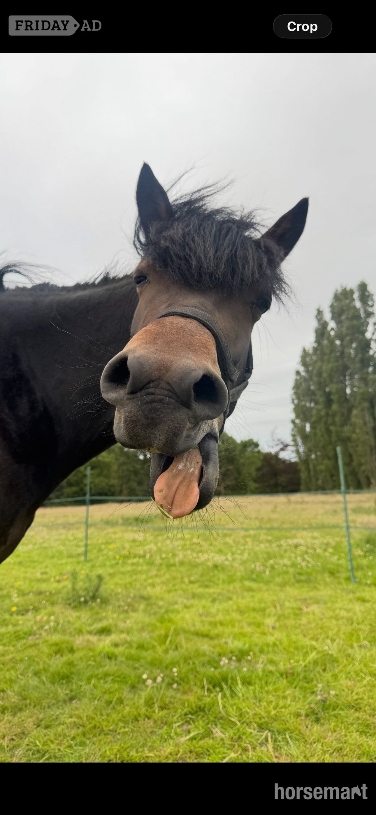 "Bella" Bay Mare Project Horse in Barnham