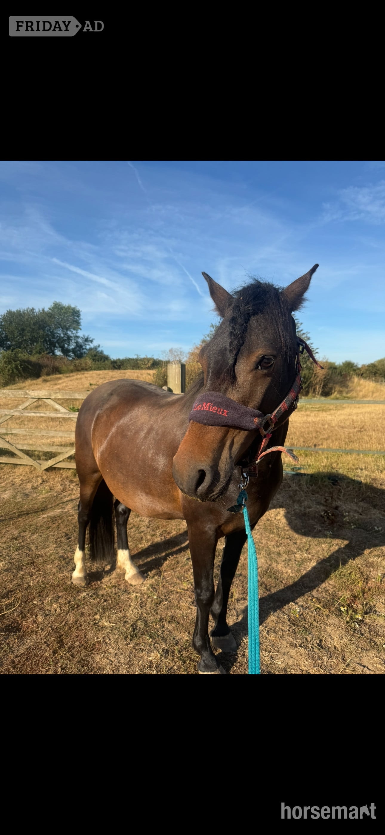"Bella" Bay Mare Project Horse