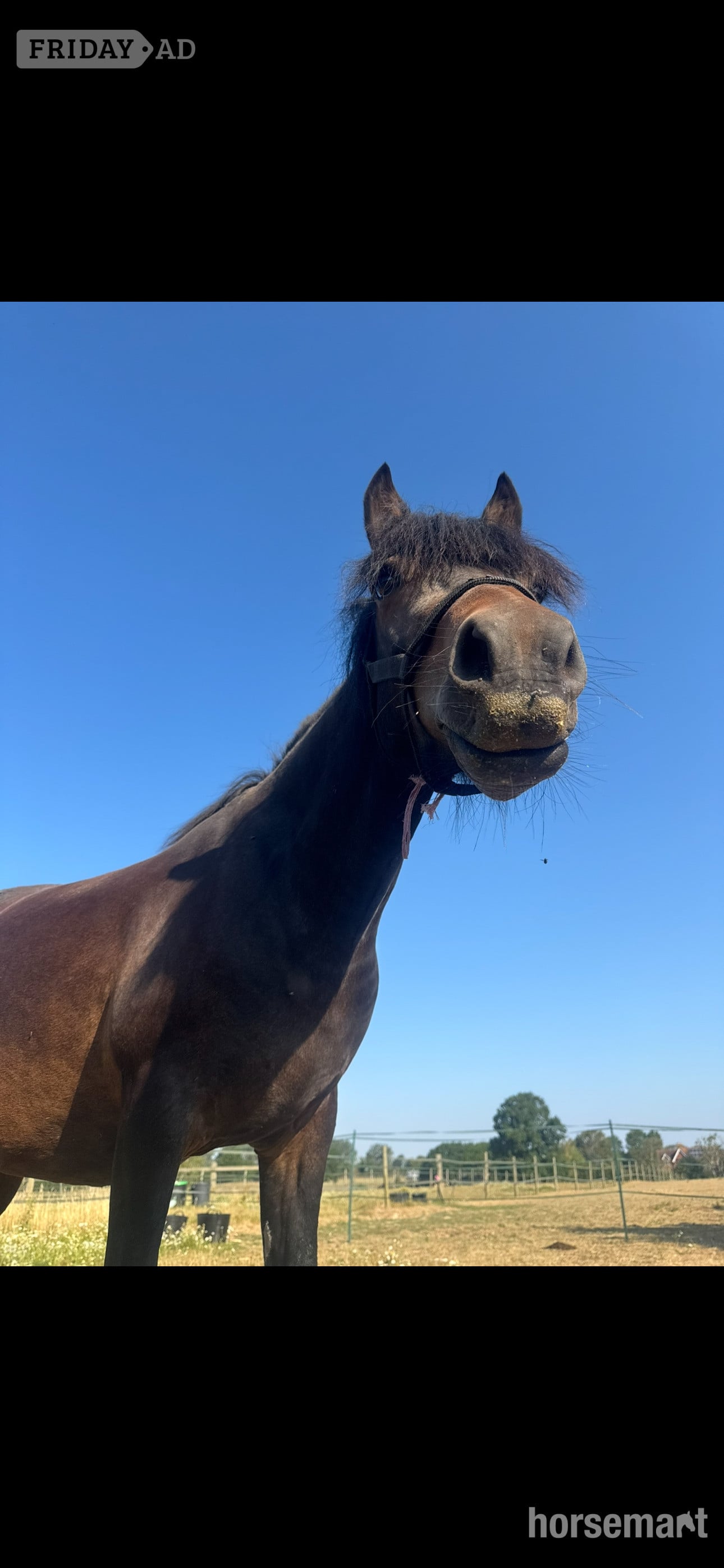 Barnham "Bella" Bay Mare Project Horse