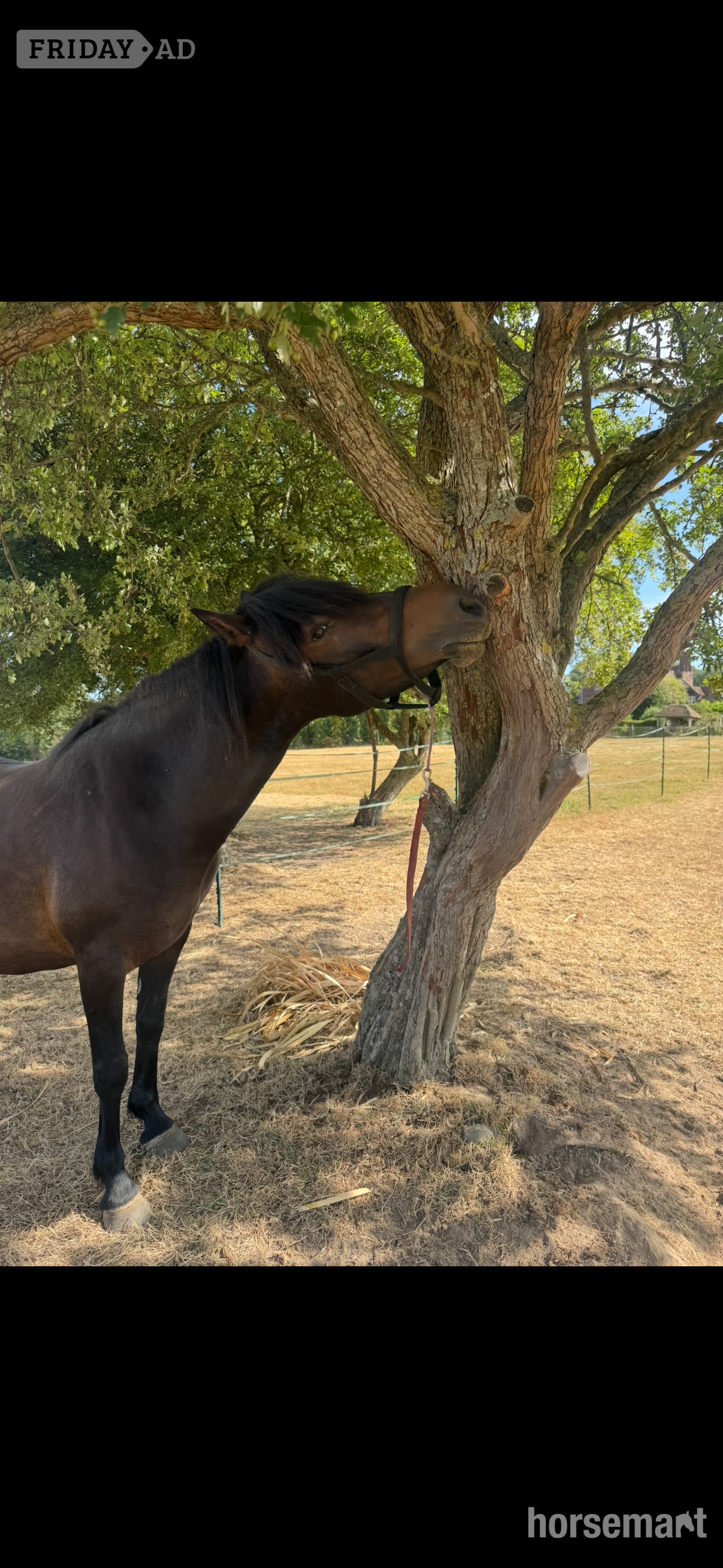 "Bella" Bay Mare Project Horse - Horses in Barnham