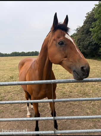 "Cayuga " Bay Gelding Ex Racehorse